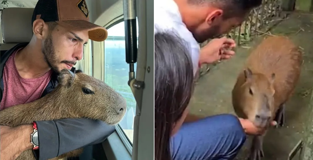 Capivara Filó é devolvida ao influencer Agenor após decisão judicial