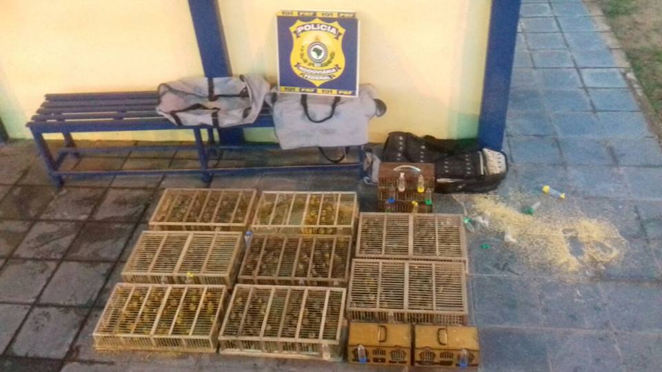 Condutor é flagrado pela PRF com 500 Canários-da-Terra em Tucano/BA