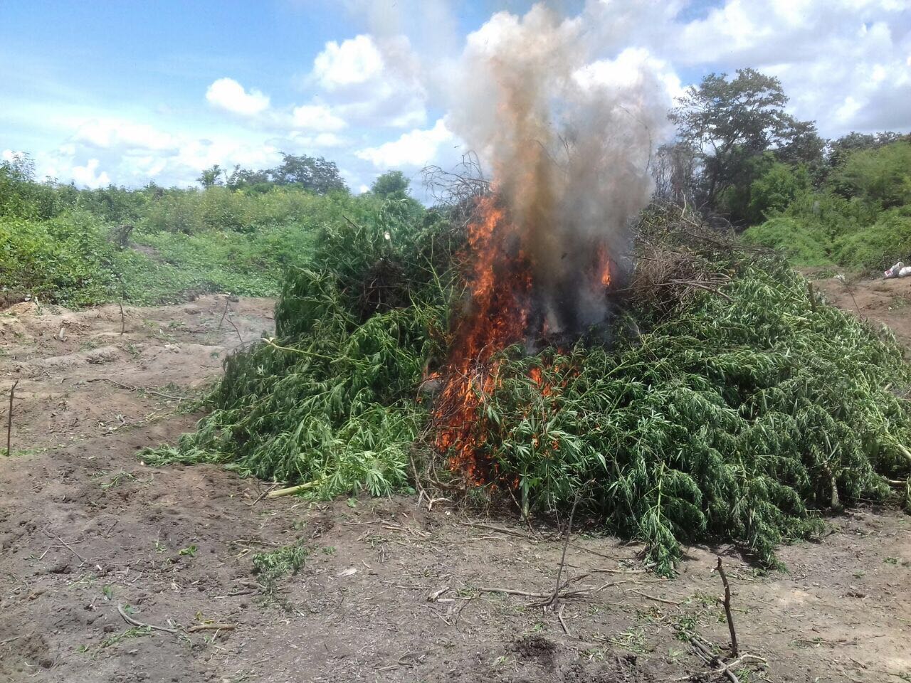 Policiais Militares de Paulo Afonso erradicam 25 mil pés de maconha em Abaré