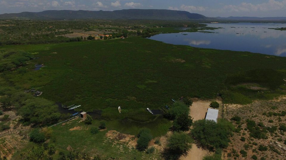 Infestação de Baronesas: Prefeito decreta calamidade pública em Glória-BA; imagens impressionam