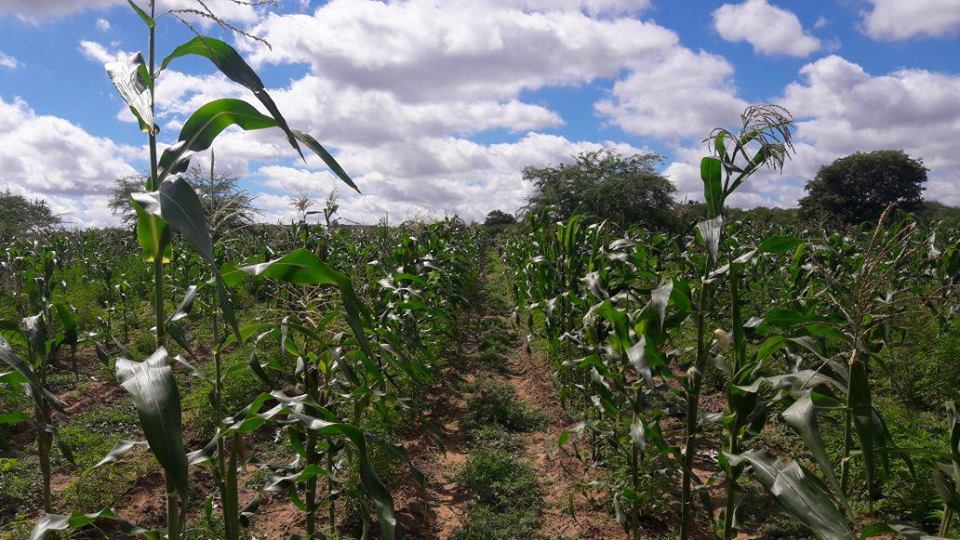 Polícia erradica 30 mil pés de maconha escondidos por milharal em Santa Brígida