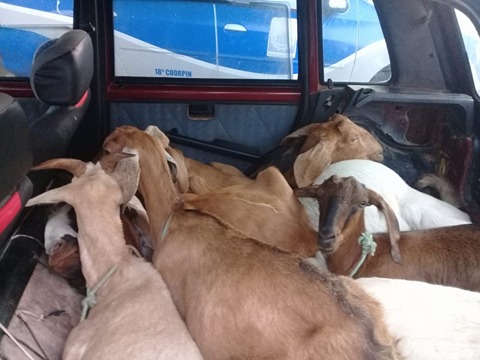 Dupla é presa acusada de roubar bodes em Santa Brígida para vender em Paulo Afonso