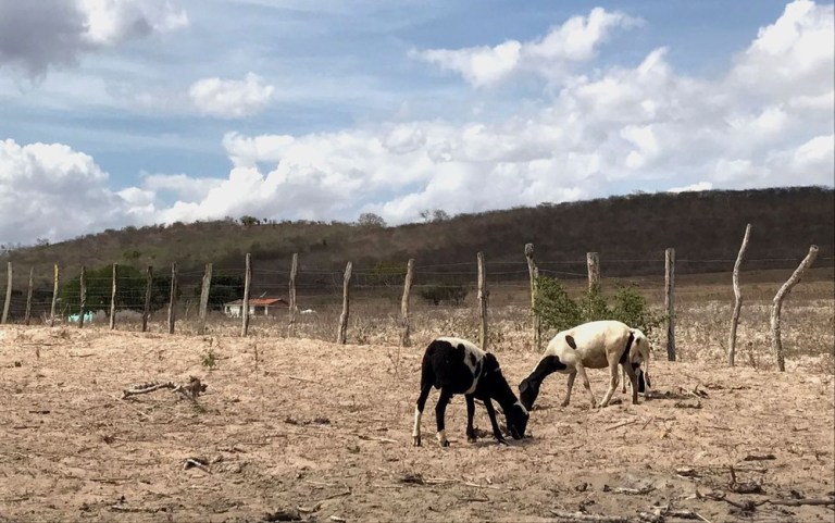 Glória, Santa Brígida, Rodelas, Chorrochó e 180 municípios estão em situação de emergência por causa da seca