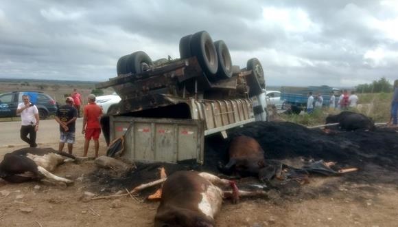 Caçamba que levava asfalto de Paulo Afonso para Arapiraca colide em rebanho e mata dez vacas