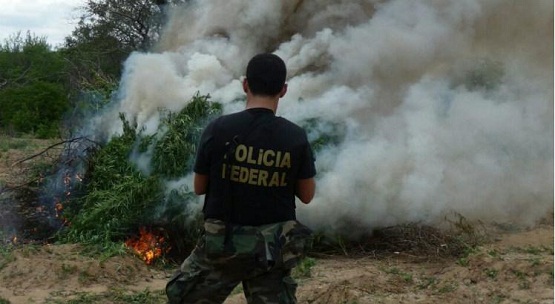 Polícia Federal erradica 30 mil pés de maconha no Sertão de PE