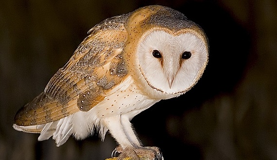 Piado da rasga-mortalha assombra diretoria regional da Chesf. ‘Até o fim de semana teremos novidades’