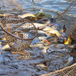 Caixa lança linha de crédito para a piscicultura