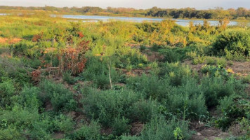 Plantação com 18 mil pés de maconha é descoberta às margens do Rio São Francisco em Abaré-BA