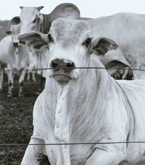 Vereadores são afastados por usar dinheiro público para compra de gado