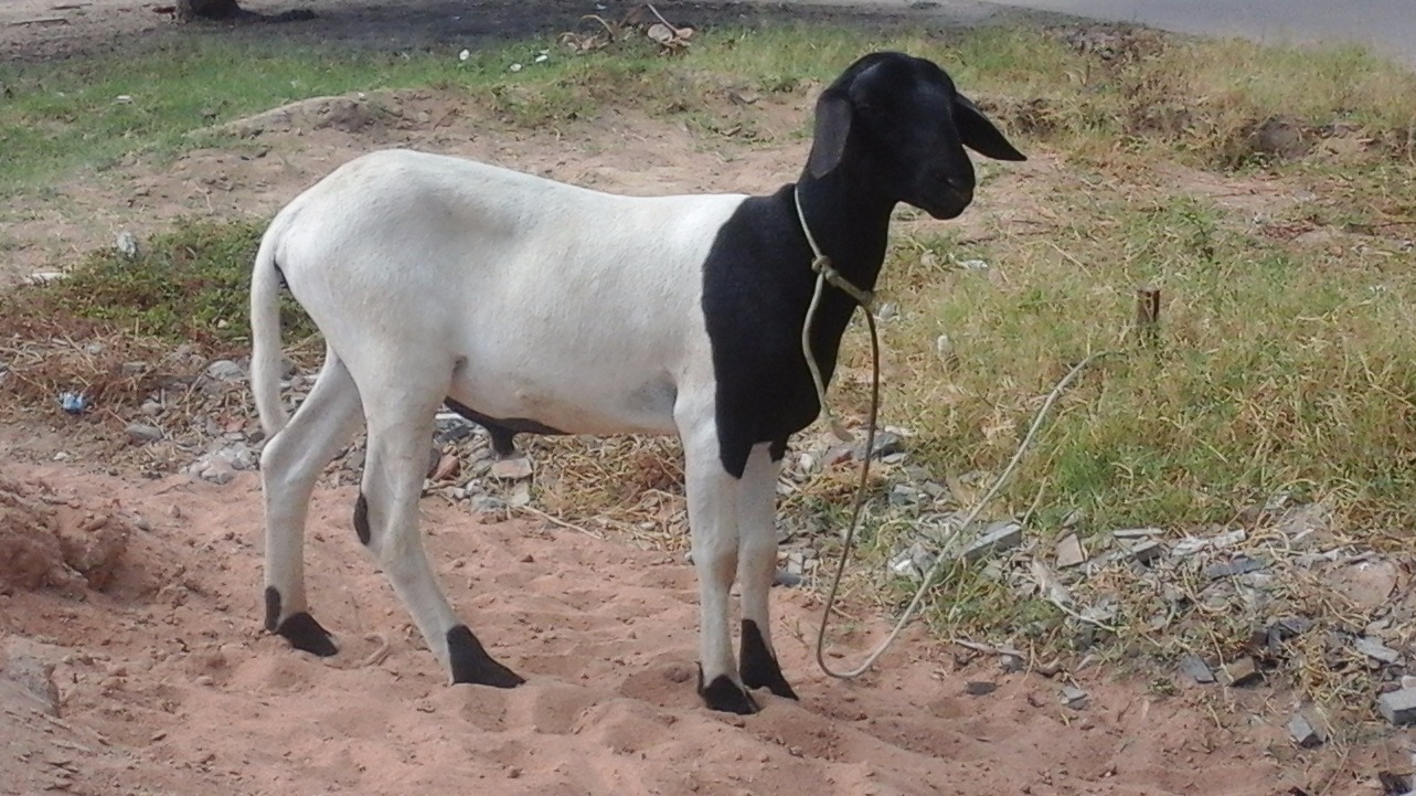 Suspeitos são presos acusados de furtar um carneiro no Siriema I