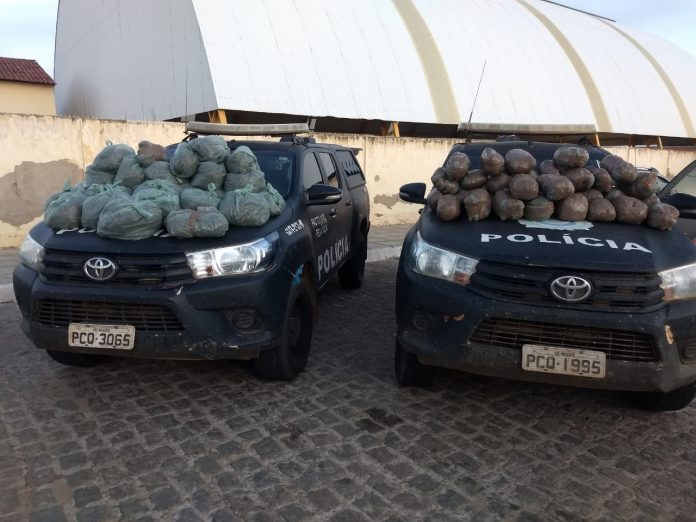Polícia realiza apreensão de 61,7 kg de maconha pronta para consumo em Cabrobó-PE