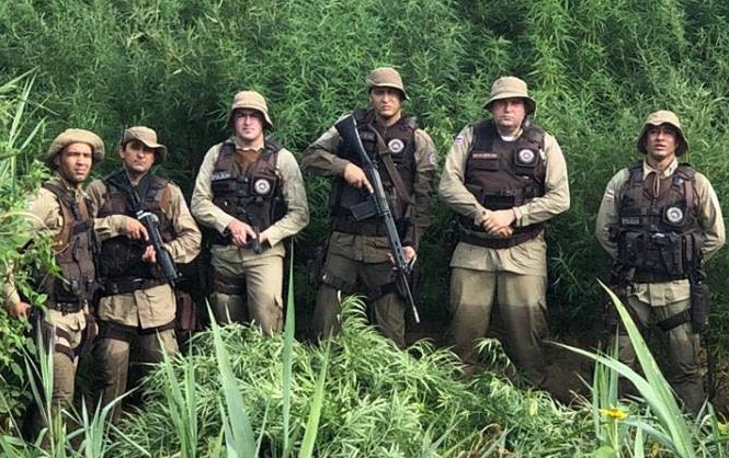 Polícia Militar de Paulo Afonso descobre 30 mil pés de maconha em Abaré (BA)