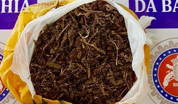 PM apreende 1kg de droga e plantio com 50 pés de maconha na área rural de Glória (BA)