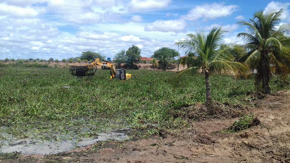 Impactos ambientais e econômicos provocados pelas baronesas serão analisados em audiência pública pelas Câmaras de Paulo Afonso e Glória