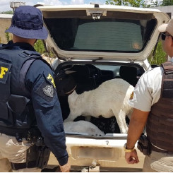 Após furtar caprinos, homens são detidos pela PRF na BA
