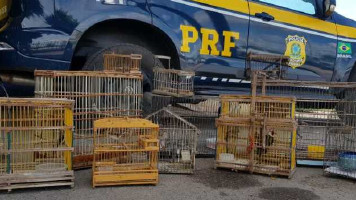 PRF resgata aves silvestres em Paulo Afonso (BA)