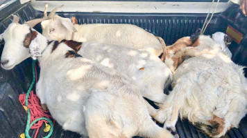 Presos suspeitos por receptação de carneiros da raça ‘Boer’ furtados na zona rural de Paulo Afonso