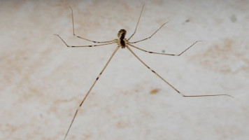 Francisco Nery Júnior: “Minha aranha de estimação”