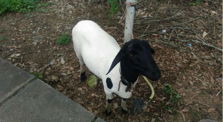 20º BPM/Paulo Afonso captura homem que furtou carneiro no Sertão