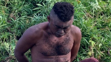 Cinco mil pés de maconha são erradicados em Ibozinho – Abaré, BA