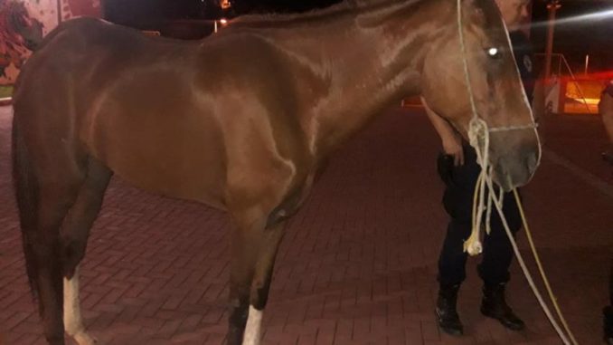 Paulo Afonso: Jovens a cavalos roubam celular de vítima e são detidos no BTN