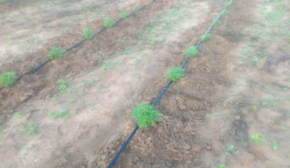 Polícia Civil apreende 50 mil pés de maconha durante operação em Santa Brígida (BA)