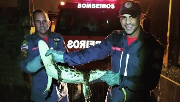 Bombeiros capturam jacaré dentro de residência às margens do Lago Capuxu em Paulo Afonso