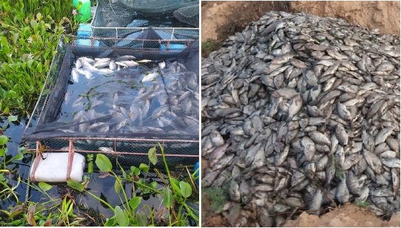 Tragédia anunciada: Baronesas causam prejuízo de milhões de reais a piscicultores de Glória-BA