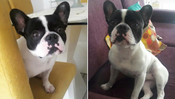 Procura-se cachorrinho Simon, desaparecido na Av. Apolônio Sales, Centro de Paulo Afonso