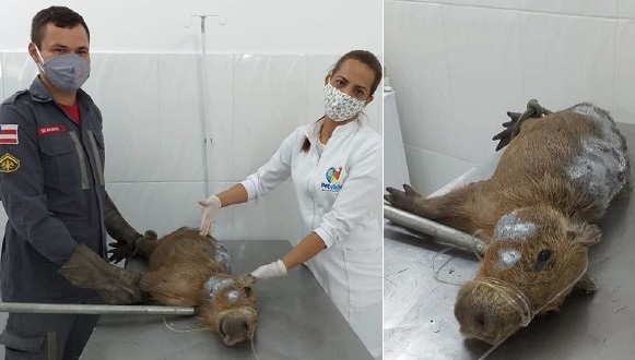 Paulo Afonso: 15º GBM realiza resgate de capivara debilitada no Balneário Prainha
