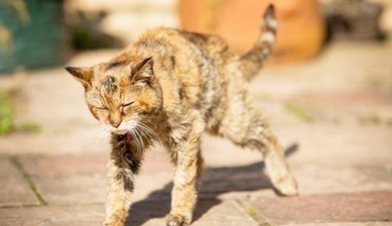 Um gato que nos fez ver a Deus. Por Francisco Nery Júnior