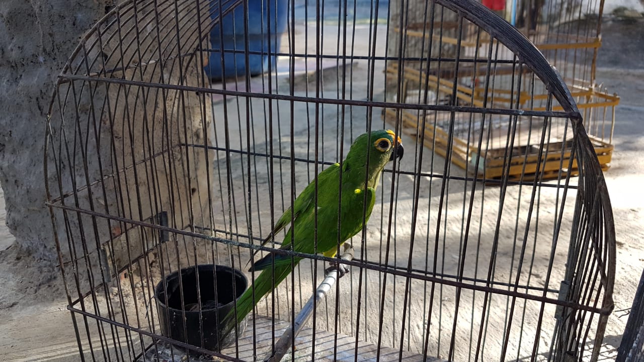 PRF deflagra Operação Azulão e flagra crimes ambientais na região de Ribeira do Pombal (BA)