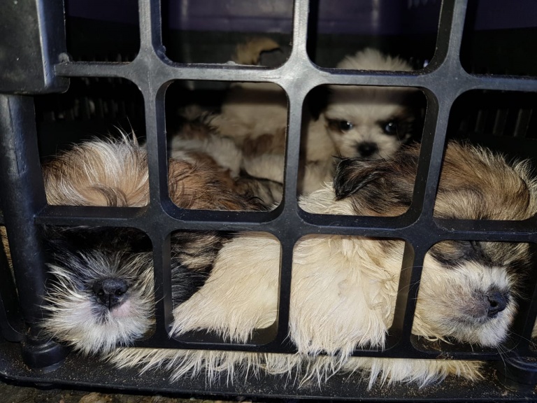 66 filhotes de cachorro da raça shih tzu são encontrados pela PRF na Bahia