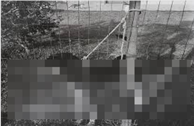 Pedido de socorro de uma cadela