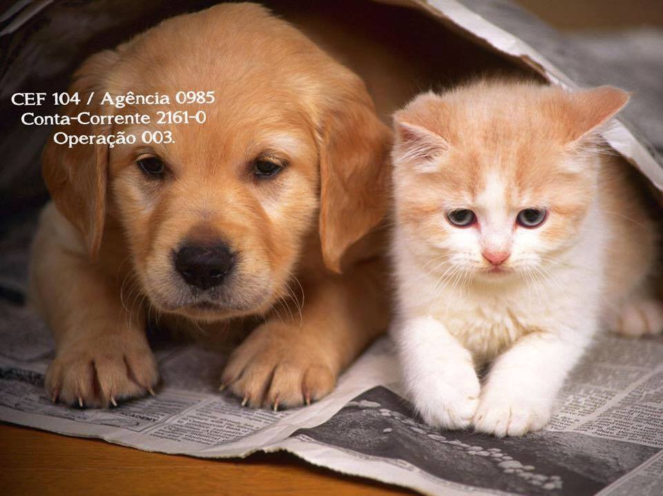 Pedágio solidário arrecada ração, medicamentos e produtos para pets neste sábado (3), no centro de Paulo Afonso