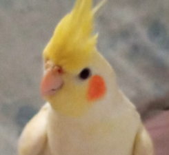 Preciso da sua ajuda, perdi minha calopsita no centro de Paulo Afonso! (Amanda 98866-5584)