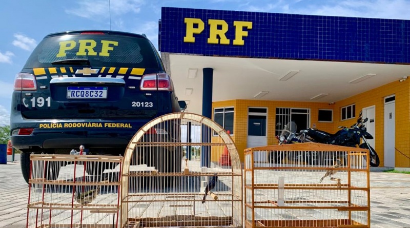 PRF flagra crime ambiental em residência e resgata animais silvestres em Paulo Afonso-BA
