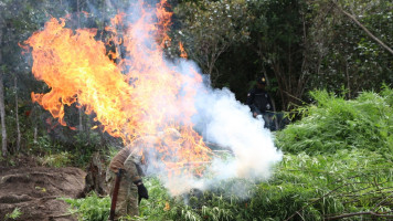 Polícia erradica 1 milhão de pés de maconha nas cidades de Curaçá, Abaré e Campo Formoso