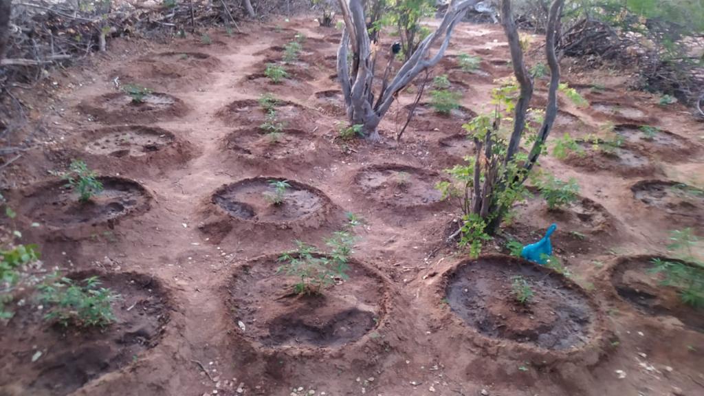 Equipes do 20º BPM (Paulo Afonso) acham mil pés de maconha, em Caatinga, no município de Abaré