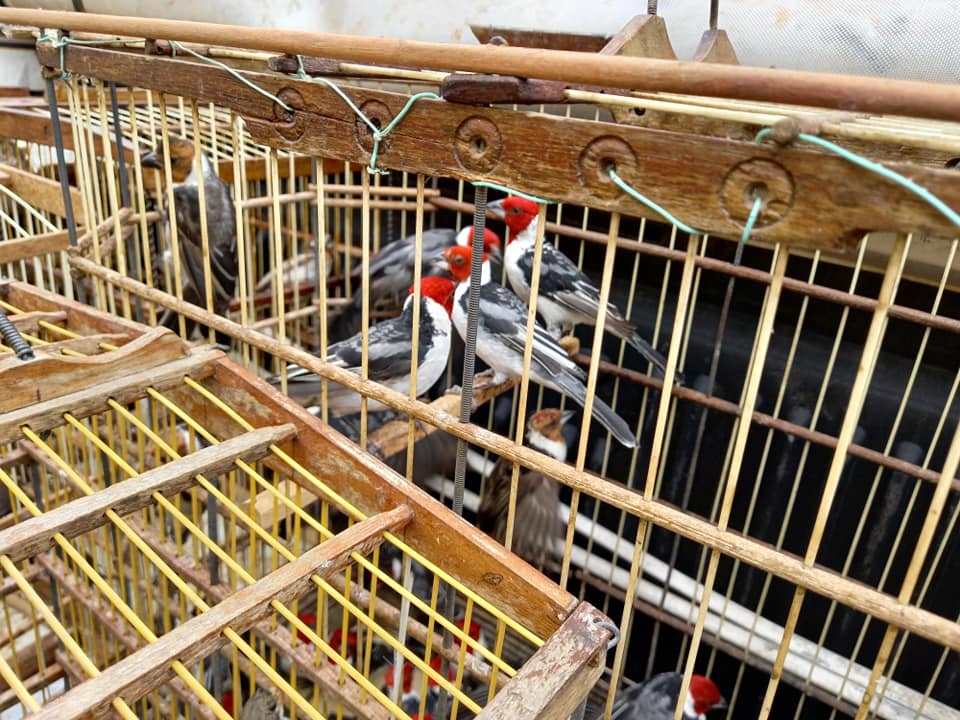 Mais de 100 aves silvestres que estavam sendo comercializadas no Ceasa de Paulo Afonso são apreendidas