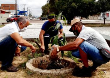 Dia da Mata Atlântica, 27 de maio – cidadão planta uma árvore. Por Francisco Nery Júnior