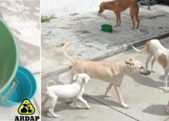 ARDAP precisa de ração urgente: “Suplicamos, não deixe os nossos animais passarem fome”
