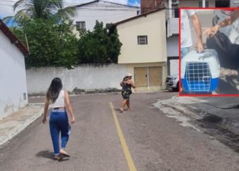 Mulher é flagrada agredindo e torturando gata em rua de Paulo Afonso; diz Ardap (Vídeos)