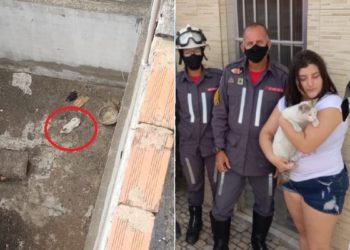 Equipe de bombeiros faz resgate de gato que caiu em fosso, em Paulo Afonso