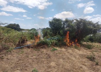 Mais de 10 mil pés de maconha são apreendidos e incinerados às margens do Rio São Francisco