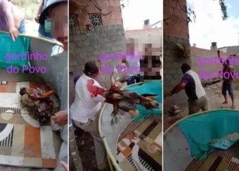 Ao perder na ‘rinha’, homem joga galo contra parede em Canindé de São Francisco (SE)