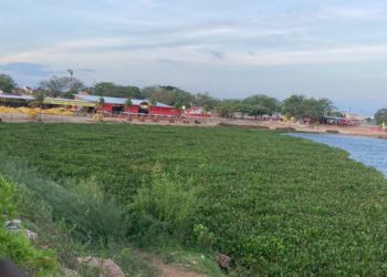 Baronesas: “Prefeitura de Paulo Afonso realiza a retirada das plantas em um trabalho unilateral”, diz secretário