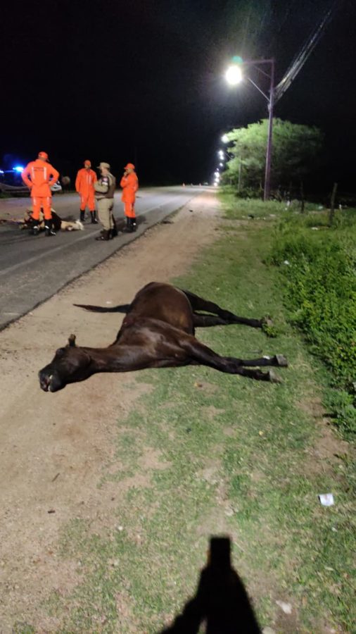 Cavalo abandonado em mata do Poço Fundo morre degolado em acidente