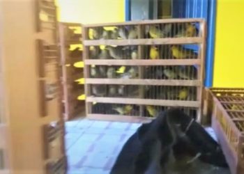 Homens são detidos em FS com 650 canários que seriam levados para Paulo Afonso (BA); um dos animais morreu