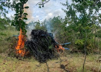 Plantação com 12 mil pés de maconha era irrigada com desvio de água da Embasa, em Abaré (BA)